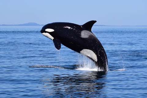 SpringTide Whale Watching & Eco Tours